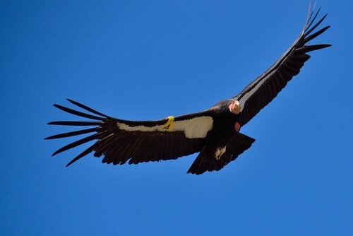 California Condor : feeding 